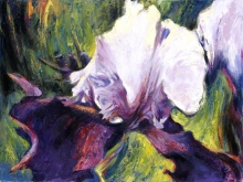 Purple Iris