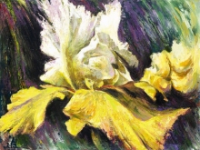 Yellow Iris