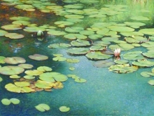 Lily Pond 2